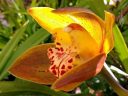 Cymbidium hybrid orchid flower, grown outdoors in Pacifica, California