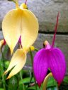 Masdevallia coccinea with purple flower & Masdevallia coccinea var. xanthina 'M. Wayne Miller' AM/AOS with yellow flower, orchid species flowers, grown outdoors in Pacifica, California