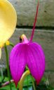Masdevallia coccinea, purple flower, orchid species flower, grown outdoors in Pacifica, California