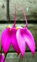 Masdevallia coccinea, purple flowers, orchid species flowers, grown outdoors in Pacifica, California