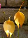 Masdevallia coccinea var. xanthina 'M. Wayne Miller' AM/AOS, orchid species flowers, yellow flowers, grown outdoors in Pacifica, California