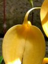 Masdevallia coccinea var. xanthina 'M. Wayne Miller' AM/AOS, orchid species flower, yellow flower, grown outdoors in Pacifica, California