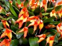 Masdevallia ignea x falcata, orchid hybrid flowers and leaves, primary hybrid, orange flowers, grown outdoors in Pacifica, California