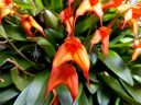Masdevallia ignea x falcata, orchid hybrid flowers, primary hybrid, orange flowers, grown outdoors in Pacifica, California