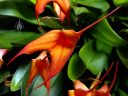 Masdevallia ignea x falcata, orchid hybrid flowers and leaves, primary hybrid, orange flowers, grown outdoors in Pacifica, California