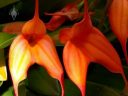 Masdevallia ignea x falcata, orchid hybrid flowers, primary hybrid, orange flowers, grown outdoors in Pacifica, California