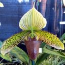 Paphiopedilum Macrabre Contrasts, Paph orchid hybrid, Lady Slipper, Pacific Orchid Expo 2013, San Francisco, California