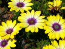 African Daisy, Osteospermum, growing outdoors in Pacifica, California