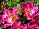 Alstroemeria, Lily of the Incas, Peruvian Lily, growing outdoors in Pacifica, California
