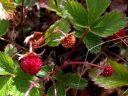 Beach strawberry, Fragaria chiloensis, 3 berries and strawberry leaves, California native species, growing outdoors in Pacifica, California