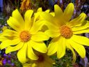 Coreopsis gigantea, Giant Coreopsis, yellow flowers, California native species, growing outdoors in Pacifica, California