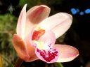 Cymbidium orchid flower, orchid hybrid growing outdoors in Pacifica, California