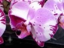 Harlequin Phalaenopsis hybrid orchid flowers, Phal, Moth Orchid, Orchid Alley, Kapaa, Kauai, Hawaii