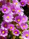 Lampranthus blandus, Pink Vygie, ice plant, succulent, growing and blooming outdoors in Pacifica, California