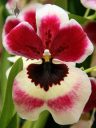 Miltoniopsis orchid flower, Pansy Orchid, OrchidMania greenhouse, San Francisco, California