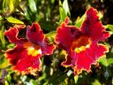 Mimulus hybrid, Monkey Flower, growing outdoors in Pacifica, California