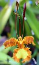 Psychopsis flower, Butterfly Orchid, Kawamoto Orchid Nursery, Honolulu, Hawaii