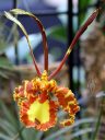 Psychopsis flower, Butterfly Orchid, Orchids in the Park 2013, Golden Gate Park, San Francisco, California
