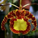 Psychopsis orchid flower, Butterfly Orchid, OrchidMania greenhouse, San Francisco, California