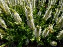 Salvia x sylvestris 'Snow Hill', Sage plant with white flowers, growing outdoors in Pacifica, California