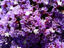 Sea lavender flowers close up, Limonium, growing outdoors in Pacifica, California