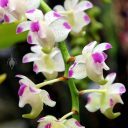 Aerides odorata, orchid species flowers, Orchids in the Park 2018, Hall of Flowers, Golden Gate Park, San Francisco, California
