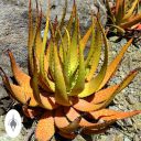Aloe microstigma, spiny succulent species with yellow and orange leaves, Ruth Bancroft Garden, Walnut Creek, California