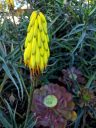 Aloe striatula and Aeonium, bright yellow Aloe flowers, succulent plants, Ruth Bancroft Garden, Walnut Creek, California