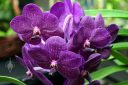 Ascocenda Princess Mikasa 'Midnight', Vanda hybrid, purple orchid flowers, Orchids in the Park 2017, Hall of Flowers, Golden Gate Park, San Francisco, California