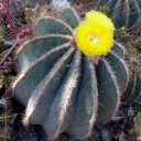 Cactus with bright yellow flowers, Ruth Bancroft Garden, Walnut Creek, California