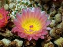 Cactus with pink and yellow flower, Ruth Bancroft Garden, Walnut Creek, California