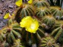 Cactus with yellow flowers, Ruth Bancroft Garden, Walnut Creek, California