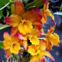 Dendrobium hybrid flowers, Dendrobium nobile-type orchid, Orchids in the Park 2018, Hall of Flowers, Golden Gate Park, San Francisco, California