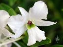 Dendrobium sanderae, orchid species flower, white and green flower, Orchids in the Park 2018, Hall of Flowers, Golden Gate Park, San Francisco, California