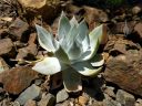 Dudleya, succulent plant with greyish white leaves growing in brown rocks, Ruth Bancroft Garden, Walnut Creek, California