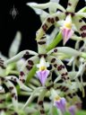 Encyclia prismatocarpa, AKA Panarica prismatocarpa, AKA Prosthechea prismatocarpa, orchid species flowers, Orchids in the Park 2017, Hall of Flowers, Golden Gate Park, San Francisco, California