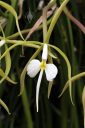 Epidendrum parkinsonianum, orchid species flower, Orchids in the Park 2017, Hall of Flowers, Golden Gate Park, San Francisco, California