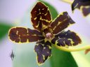 Grammatophyllum scriptum v. leopardianum 'Blacklight', orchid species flower, Leopard Orchid, Orchids in the Park 2018, Hall of Flowers, Golden Gate Park, San Francisco, California