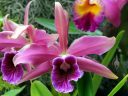 Laelia purpurata, AKA Cattleya purpurata, orchid species flower, Orchids in the Park 2018, Hall of Flowers, Golden Gate Park, San Francisco, California