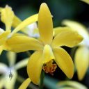 Laeliocattleya Natalie Clark, cattleya orchid hybrid flower, catt, yellow flower, Orchids in the Park 2018, Hall of Flowers, Golden Gate Park, San Francisco, California
