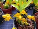 Lycaste aromatica x (candida x campbellii), orchid hybrid flowers, yellow flowers, Orchids in the Park 2018, Hall of Flowers, Golden Gate Park, San Francisco, California