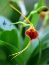Masdevallia orchid flower, Orchids in the Park 2018, Hall of Flowers, Golden Gate Park, San Francisco, California