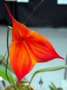 Masdevallia Joy Edstrom 'Avalon' HCC/AOS, orchid hybrid flower, Orchids in the Park 2018, Hall of Flowers, Golden Gate Park, San Francisco, California