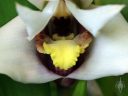 Maxillaria Harold Ripley, orchid hybrid flower, closer up of frilly flower lip, Orchids in the Park 2017, Hall of Flowers, Golden Gate Park, San Francisco, California