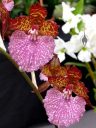 Odontoglossum uro-skinneri, AKA Rhynchostele uroskinneri, odont orchid species flowers, Orchids in the Park 2018, Hall of Flowers, Golden Gate Park, San Francisco, California
