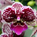Phalaenopsis hybrid flower, Phal, Moth Orchid, Orchids in the Park 2017, Hall of Flowers, Golden Gate Park, San Francisco, California