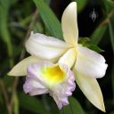 Sobralia flower, Orchids in the Park 2017, Hall of Flowers, Golden Gate Park, San Francisco, California