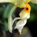 Stanhopea wardii, orchid species flower, close up of column and strange flower lip, Orchids in the Park 2017, Hall of Flowers, Golden Gate Park, San Francisco, California