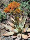 Succulent in bloom, orange flowers, Ruth Bancroft Garden, Walnut Creek, California