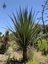 Tree form Yucca, succulent plant, Ruth Bancroft Garden, Walnut Creek, California